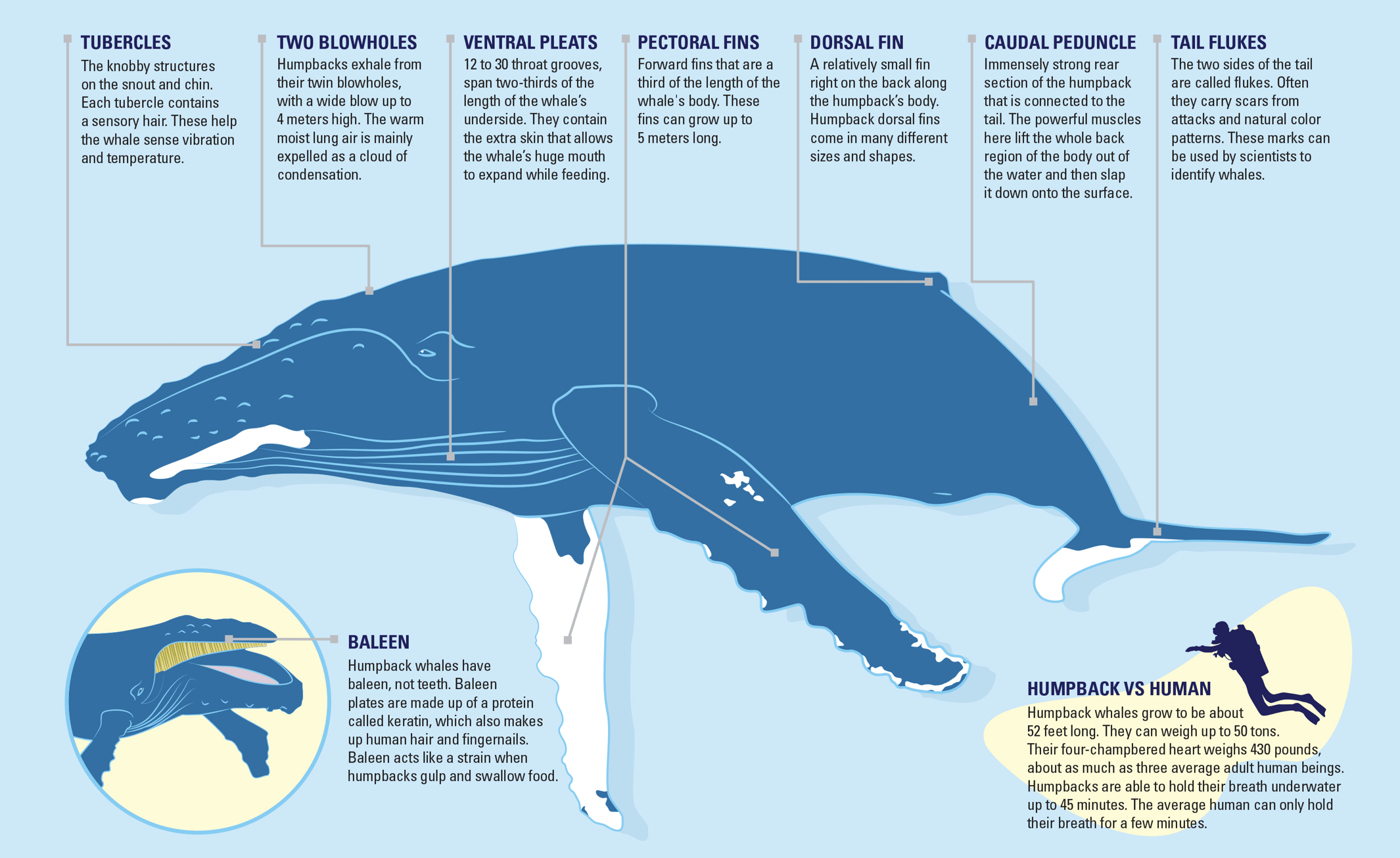 Illustration Diagram | Data Viz Project